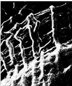 Обложка Языки мозга