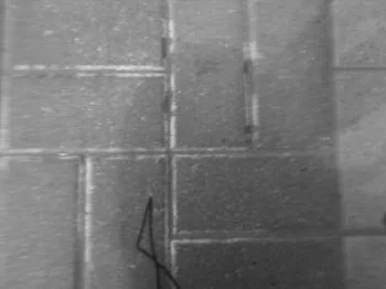 Обложка Дама с фюрером на спине