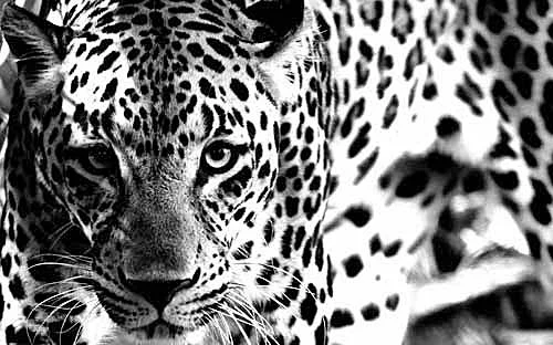 Обложка Неласковый триумвират