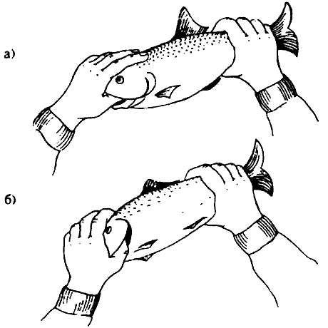 Обложка Ловля рыбы руками