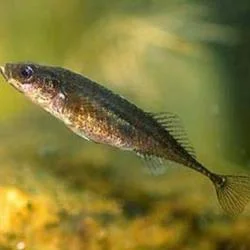 Обложка Лилипуты в мире природы