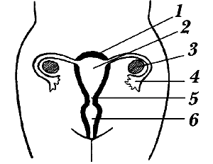 Обложка Любовь и ваше здоровье