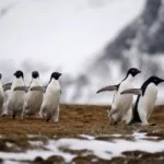 Обложка Схватка за Антарктиду. Книга 1