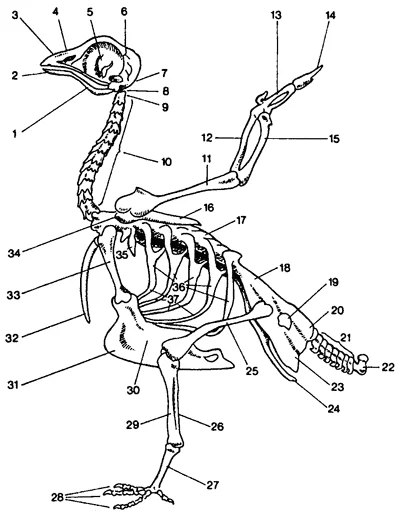 Обложка Справочник по домашнему голубеводству