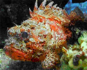 Обложка Обитатели Черного моря-красавицы и чудовища