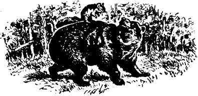 Обложка Как медведь и бурундук дружить перестали