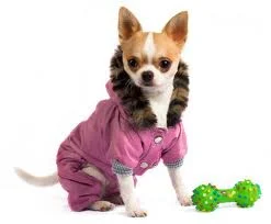 Обложка Антон и Степанида