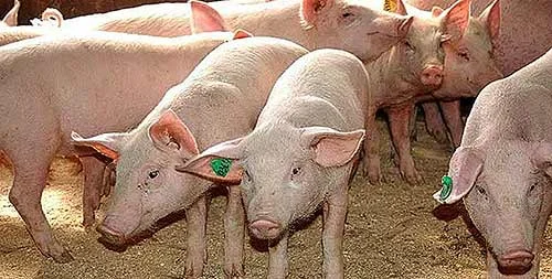 Обложка Выход поросят на матку