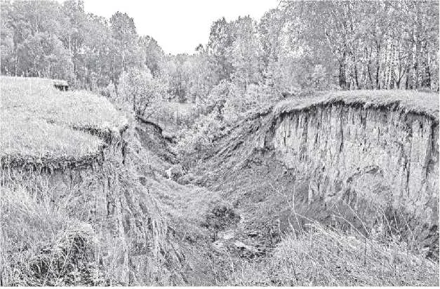 Обложка Медвежья падь