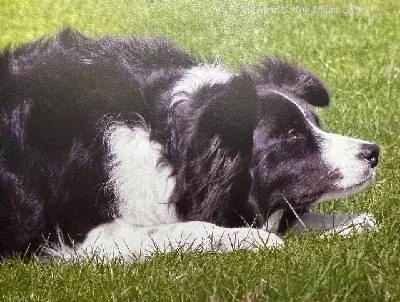 Обложка Психология колли