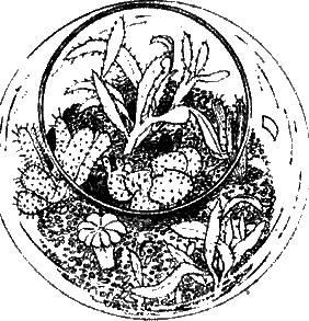 Обложка Садик в колбе