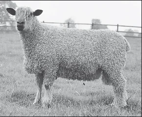 Обложка Болезни мелкого рогатого скота