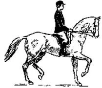 Обложка Лошадь в выездке