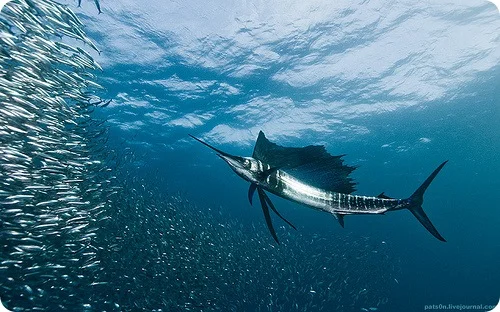 Обложка Живые паруса