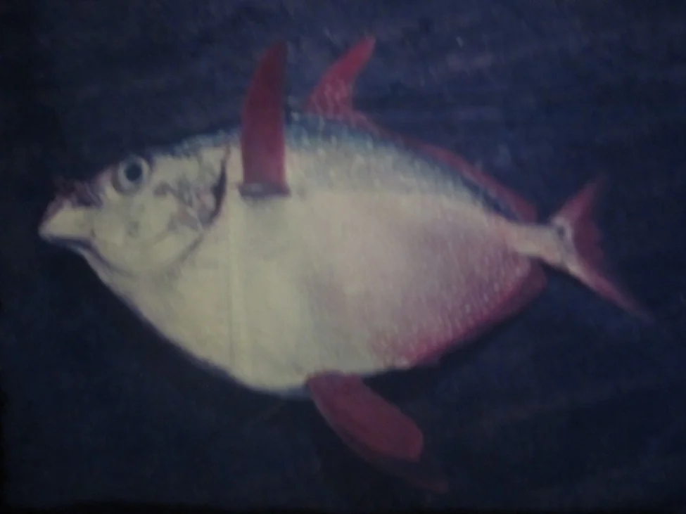 Обложка Плачут ли животные?