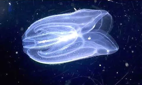 Обложка Незаконные мигранты в Черном и Азовском море