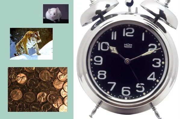 Обложка Крыс белый уссурийский