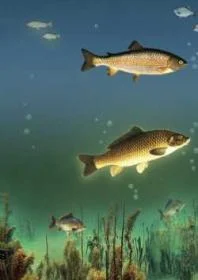 Обложка Водоем - кормилец