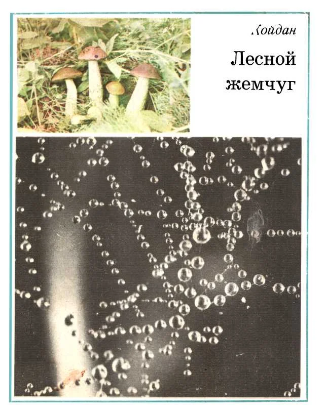 Обложка Лесной жемчуг