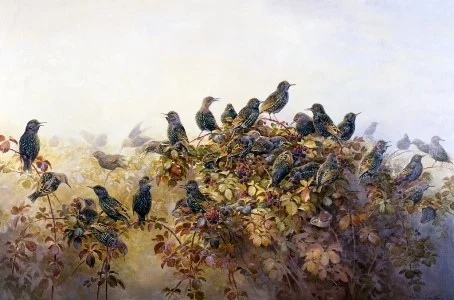 Обложка Книга скворцов (журнальный вариант)