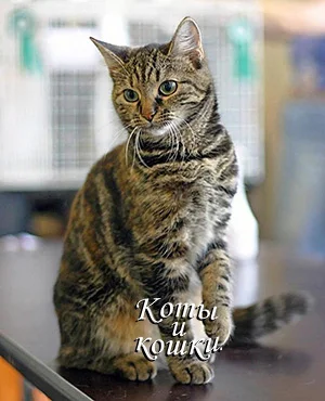 Обложка Коты и кошки