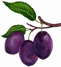 Обложка Сливы
