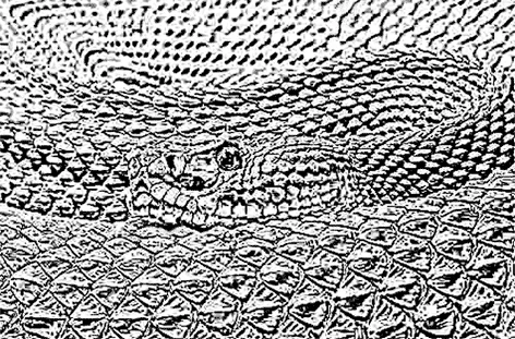 Обложка Джентльмен змеиного мира