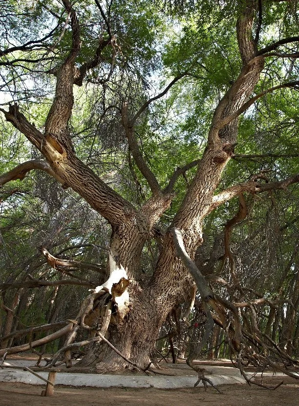 Обложка Карагач. Свой среди чужих. Часть 1