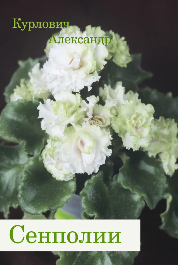 Обложка Сенполии