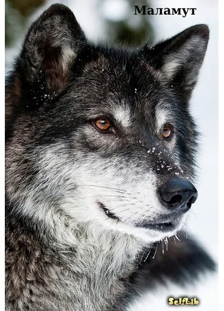 Обложка Маламут