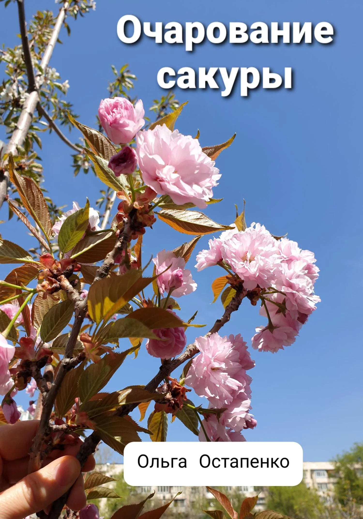 Обложка Очарование сакуры