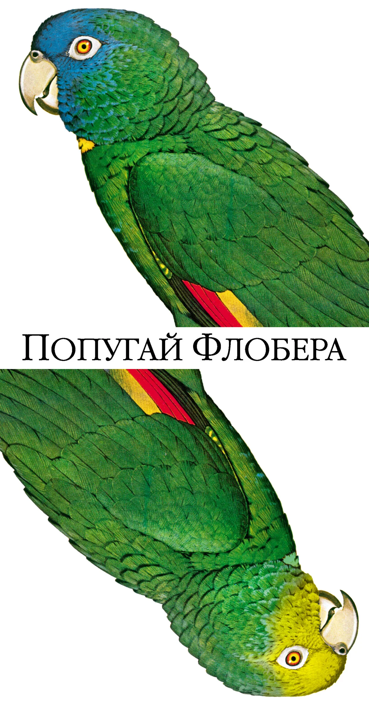 Обложка Попугай Флобера