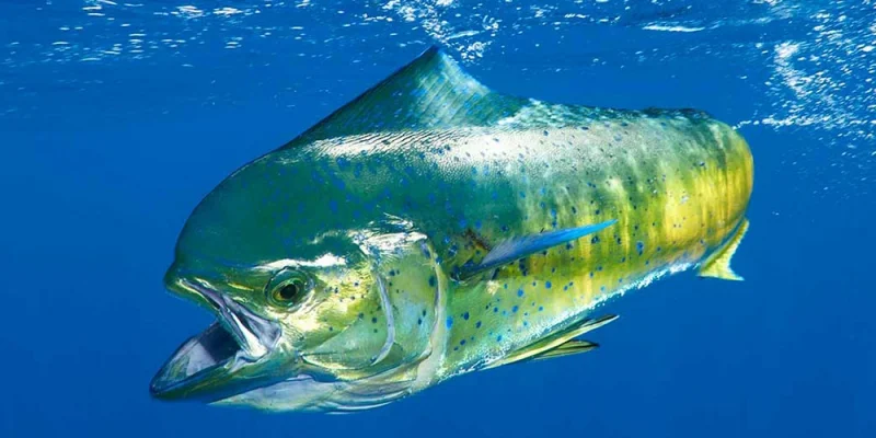 Обложка Чудовищные монстры и обаятельные обитатели морских глубин