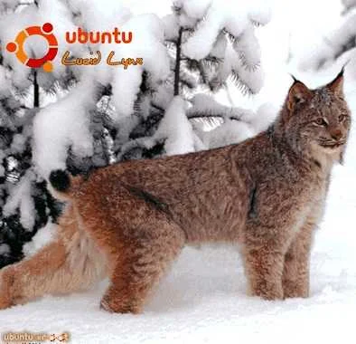 Обложка Руководство по переходу на Ubuntu 10.04 LTS «Lucid Lynx»