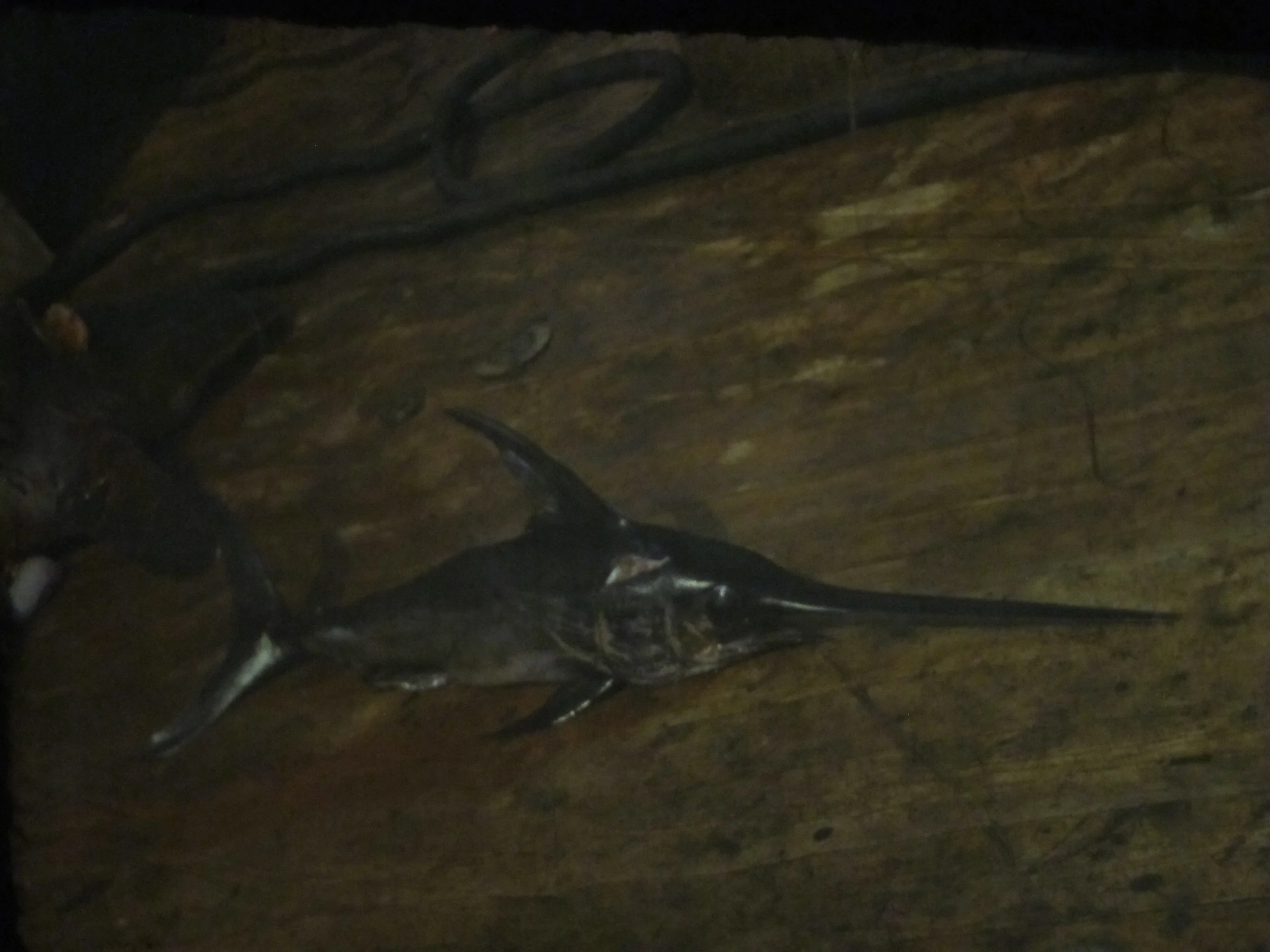 Обложка Любовь, верность и самопожертвование