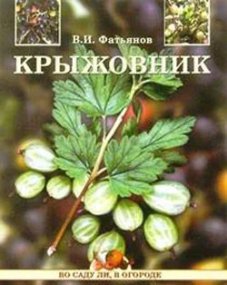 Обложка Крыжовник