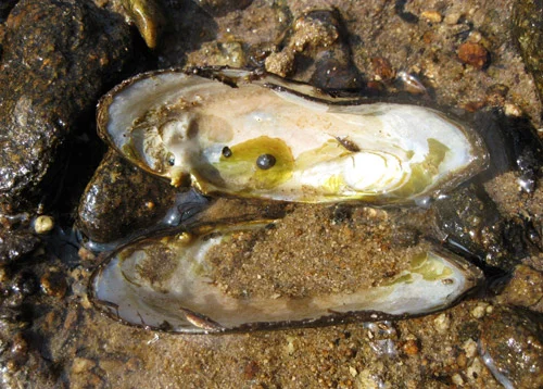 Обложка В поисках эликсира бессмертия