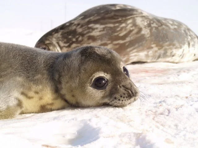Обложка Записки переворачивателя пингвинов.