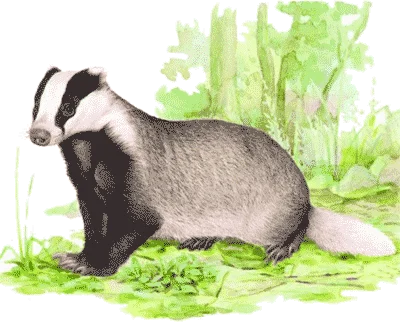 Обложка Барсучья кладовая