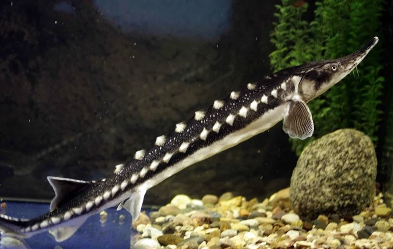 Обложка Морская красотка.