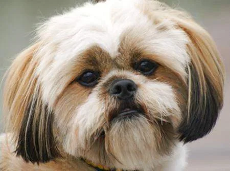 Обложка Мост в обратное