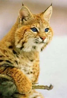 Обложка Полукровка 2