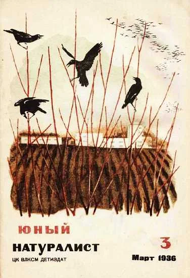 Обложка Журнал "Юный натуралист" №3, 1936