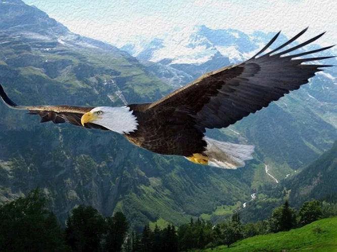 Обложка Портал человечности