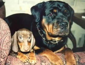 Обложка Алиска