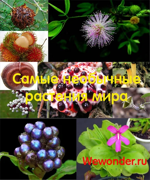 Обложка Удивительное рядом: самые необычные растения мира
