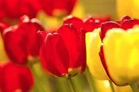 Обложка День космонавтиков