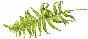 Обложка Динотопия