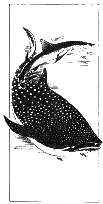 Обложка Зловещая рыба?