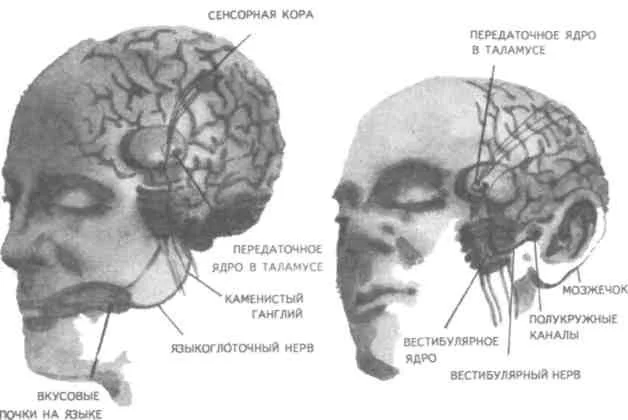 Обложка Психология. В 3 книгах. Книга 1. Общие основы психологии